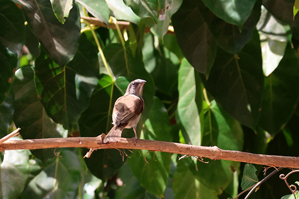 Grey-Headed Sparrow